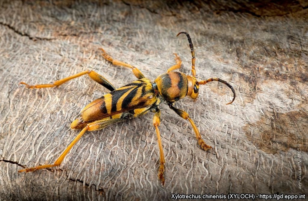 longicorne tigre